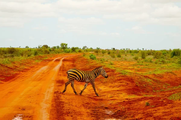 Zebra Pokryta Czerwonym Piaskiem Parku Narodowym Tsavo Kenii Przechodzi Przez — Zdjęcie stockowe