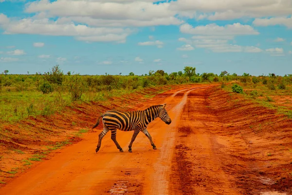 Ein Mit Rotem Sand Bedecktes Zebra Tsavo Nationalpark Kenia Überquert — Stockfoto