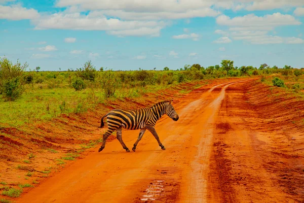 Zebra Pokryta Czerwonym Piaskiem Parku Narodowym Tsavo Przecina Drogę Kenii — Zdjęcie stockowe