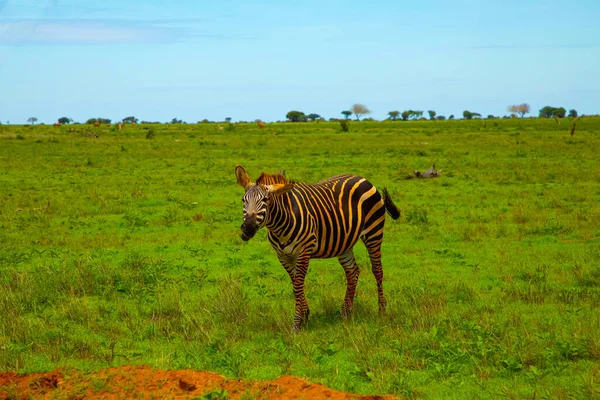 Grappige Zebra Bedekt Met Rood Zand Tsavo National Park — Stockfoto