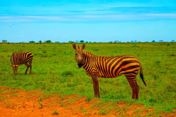 Две Зебры Покрытые Красным Песком Национальном Парке Цаво Кениас Смотрят — стоковое фото