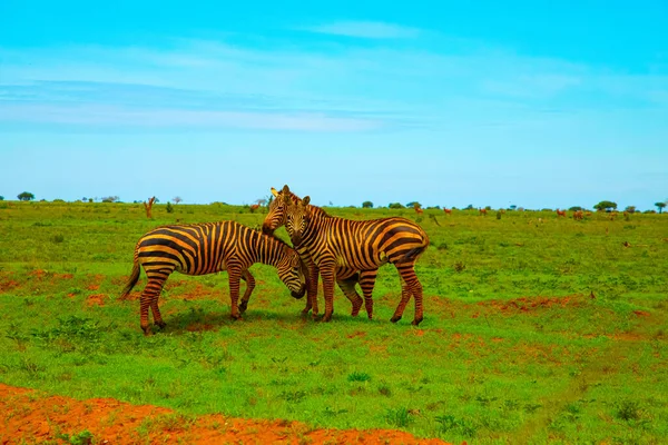 Drie Grappige Zebra Bevuild Rood Zand Tsavo National Park Kenia — Stockfoto