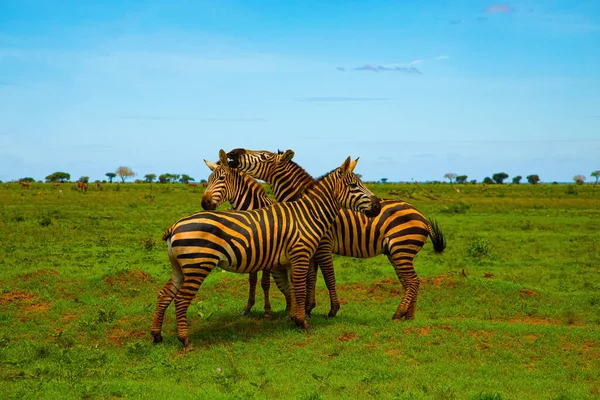 Drie Grappige Zebra Bevuild Rood Zand Tsavo National Park Kenia — Stockfoto