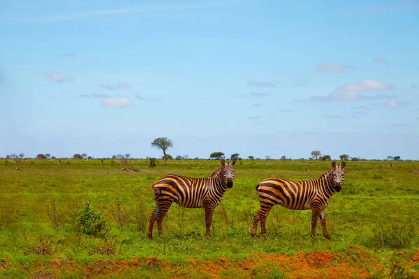 Dvě Zebry Pokryté Červeným Pískem Národním Parku Tsavo Kenyas Hledící — Stock fotografie
