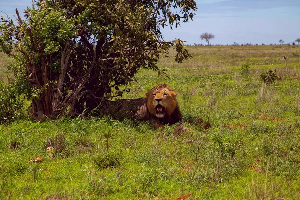 Grand Lion Afrique Gît Sous Buisson Dans Savane Kenya Tsavo — Photo
