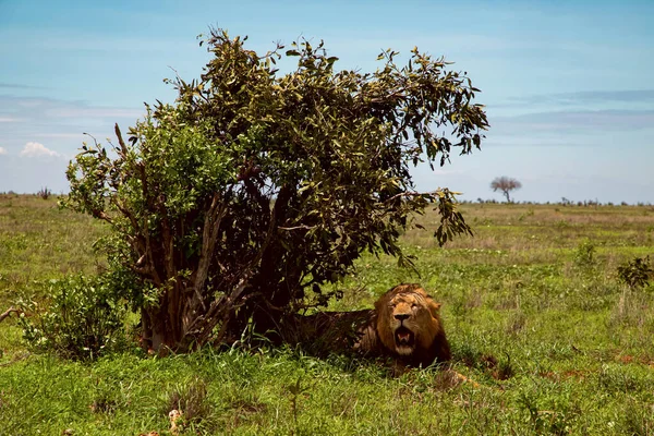 Grand Lion Afrique Gît Sous Buisson Dans Savane Kenya Tsavo — Photo