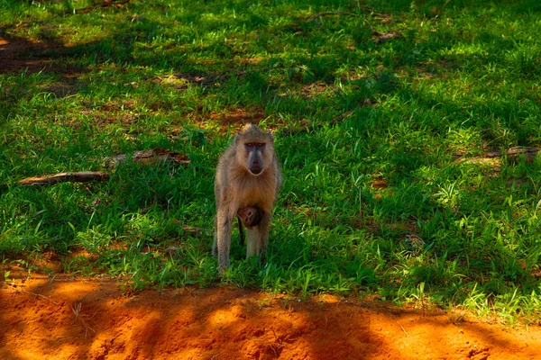 Family African Olive Baboons Baby Very Close Wild Kenya — Stock Photo, Image
