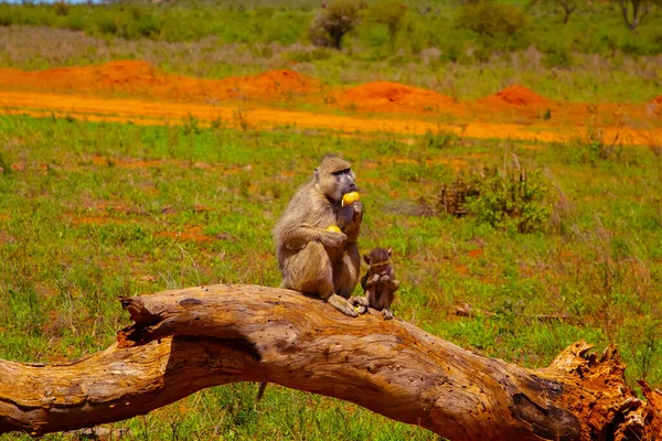 Familie Afrikanischer Olivenpaviane Mit Baby Freier Wildbahn Kenia — Stockfoto