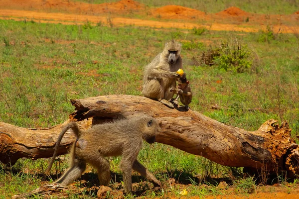 Familia Babuinos Olivo Africanos Con Bebé Muy Cerca Naturaleza Kenia — Foto de Stock