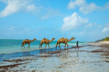 Diani plajı, Mombasa, Kenya. 14 Ekim 2019. Yüzme havuzu, sıcacık beyaz evleri ve tropikal Afrikalı çoban develerini okyanus boyunca götürüyor.