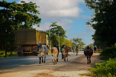 Diani plajı, Mombasa, Kenya. 14 Ekim 2019.