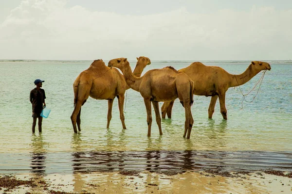 Diani Mombaça Quénia Outubro 2019 Motorista Camelo Africano Banha Seus — Fotografia de Stock