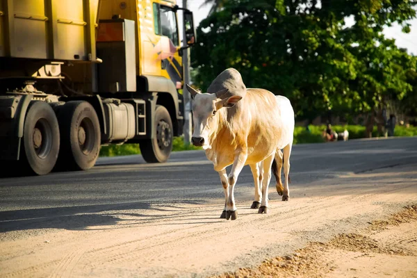 Vacas Carretera Campo Indio — Foto de Stock
