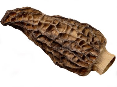 Süper makro kurutulmuş morel mantarları detaylı bir şekilde. İdeal gıda geçmişi