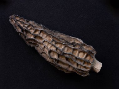 Süper makro kurutulmuş morel mantarları detaylı bir şekilde. İdeal gıda geçmişi