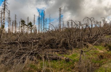 Güneşli bir günde, kozalaklı bir ormanda kurumuş ve kesilmiş ağaçlar ve bulutlu bir gökyüzü.
