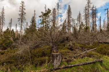 Güneşli bir günde, kozalaklı bir ormanda kurumuş ve kesilmiş ağaçlar ve bulutlu bir gökyüzü.