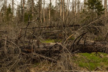 Güneşli bir günde, kozalaklı bir ormanda kurumuş ve kesilmiş ağaçlar ve bulutlu bir gökyüzü.