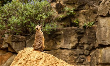 Suricata suricatta, mirket yırtıcıları arıyor