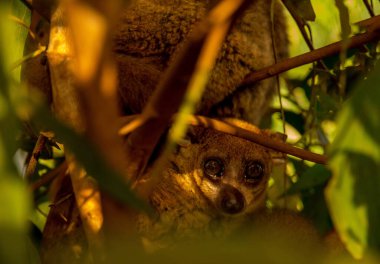 Madagaskar 'daki doğal ortamında ağaca tutunan Yünlü Lemur' a yaklaş.