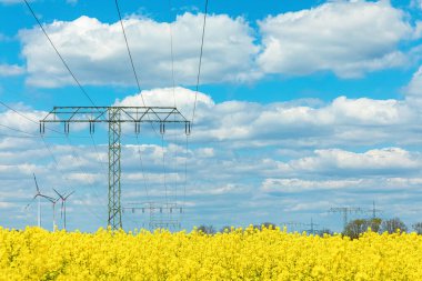 Güzel sarı çiçek açan kolza tohumu tarlası