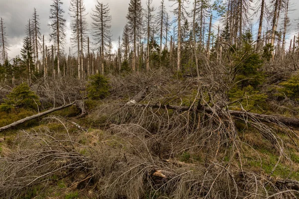 stock image dried and felled trees in a coniferous forest in early spring on a sunny day and a cloudy sky