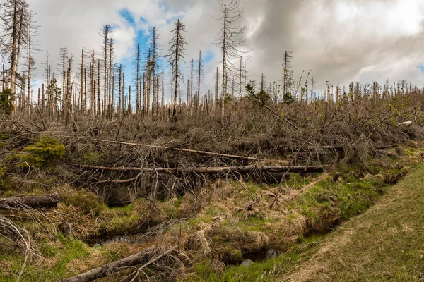 stock image dried and felled trees in a coniferous forest in early spring on a sunny day and a cloudy sky