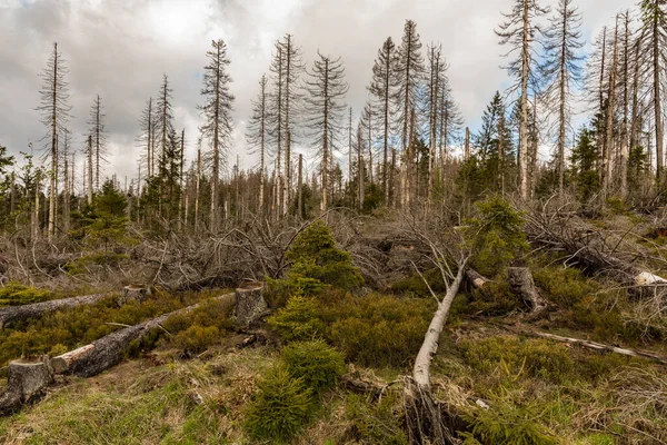 Árvores Secas Derrubadas Uma Floresta Coníferas Início Primavera Dia Ensolarado — Fotografia de Stock
