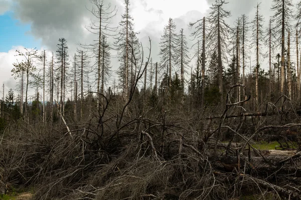 Arbres Séchés Abattus Dans Une Forêt Conifères Début Printemps Par — Photo