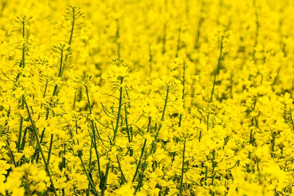 stock image bright yellow rapeseed flowers in the field on a sunny day 