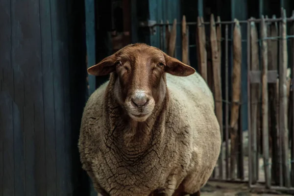 Πρόβατα Κοιτάζοντας Την Κάμερα — Φωτογραφία Αρχείου