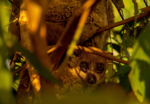 Primer Plano Woolly Lemur Aferrado Árbol Hábitat Natural Madagascar — Foto de Stock