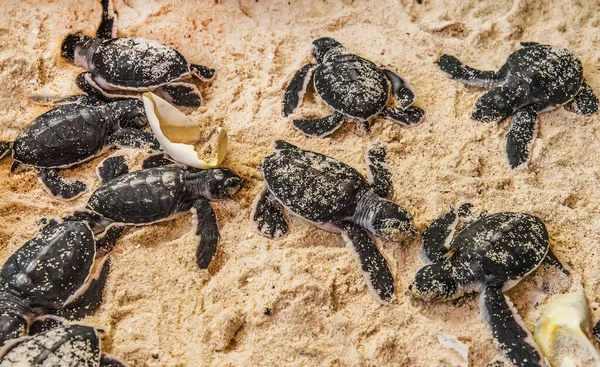 stock image Baby turtles doing their first steps to the ocean. Praia Do Forte, Bahia, Brazil. Little Sea Turtle Cub, Crawls along the Sandy shore in the direction of the ocean to Survive, Hatched, New Life.