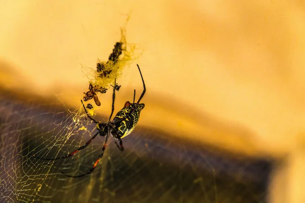 在南部非洲发现的金球蜘蛛 — 图库照片
