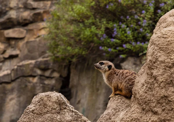 One Adult Cute Meerkat Sits Standing Yellow Sand Its Mink — Stock Photo, Image
