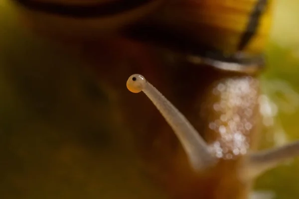 추상적 파스텔노랗고 배경에 개있습니다 매크로 Cochlea 달팽이 — 스톡 사진