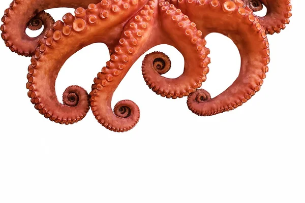 在整个孤立的白色背景上煮大红色章鱼 — 图库照片
