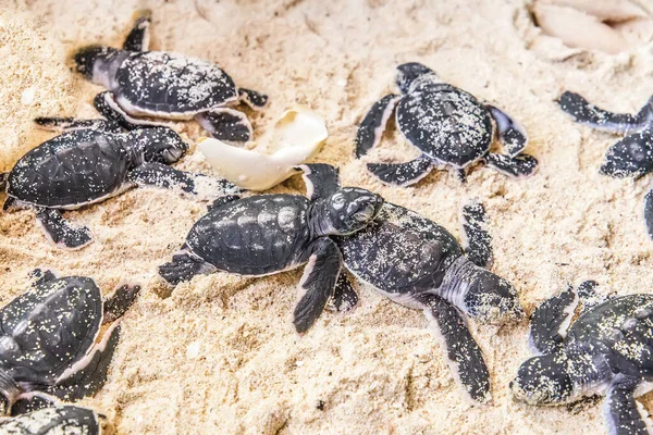 Newborn Cubs Sea Turtle White Sand Shell Totoise Eggs — Stock Photo, Image