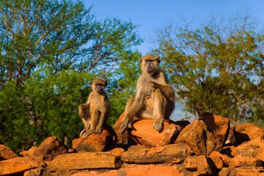 Olive Baboons ailesi. Güneşin altında oturan üç babun tuhaf bir ekspresyon.