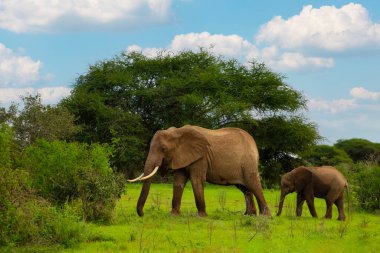 Dişi Fil ve bebeği Afrika 'daki Amboseli Milli Parkı' nda yürüyor.