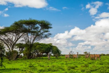 Çimen doğa habitatında birkaç Zebra, Kenya Ulusal Parkı. Afrika 'da vahşi yaşam sahnesi.