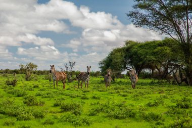 Çimen doğa habitatında birkaç Zebra, Kenya Ulusal Parkı. Afrika 'da vahşi yaşam sahnesi.