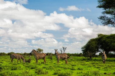 Çimen doğa habitatında birkaç Zebra, Kenya Ulusal Parkı. Afrika 'da vahşi yaşam sahnesi.