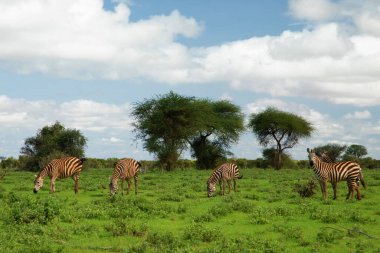 Çimen doğa habitatında birkaç Zebra, Kenya Ulusal Parkı. Afrika 'da vahşi yaşam sahnesi.