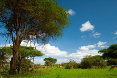 Güney Afrika 'da Savannah' da gün batımı. Grant 'in Savannah' daki ceylanı.