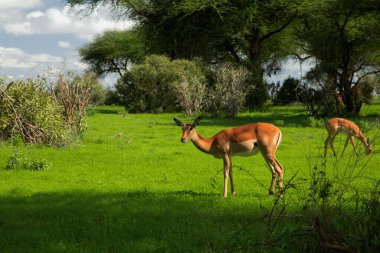 Güney Afrika 'da Savannah' da gün batımı. Grant 'in Savannah' daki ceylanı.