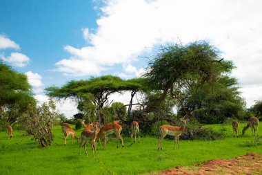 Güney Afrika 'da Savannah' da gün batımı. Grant 'in Savannah' daki ceylanı.