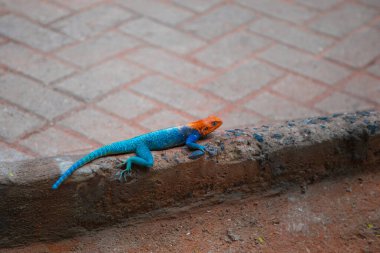 Kırmızılı erkek, kaya agama kertenkelesine sahipti, Agama stokta Kenya, Doğu Afrika.