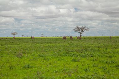 Afrika 'da hayvanlar, ağaçlar ve dağlarla dolu güzel bir manzara. Yeşil arka planda bir kuru ölü ağaç var.