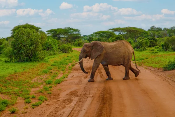stock image Big elephant crossing the brown sand road in a bush